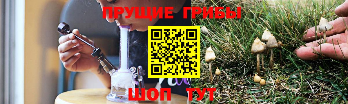 Псилоцибиновые грибы Psilocybe Саранск
